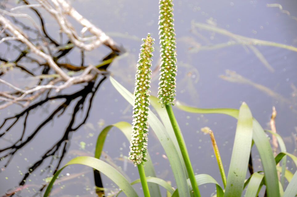 Triglochin procera
