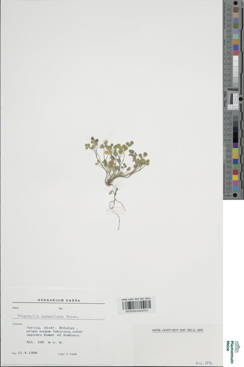 Trigonella aurantiaca