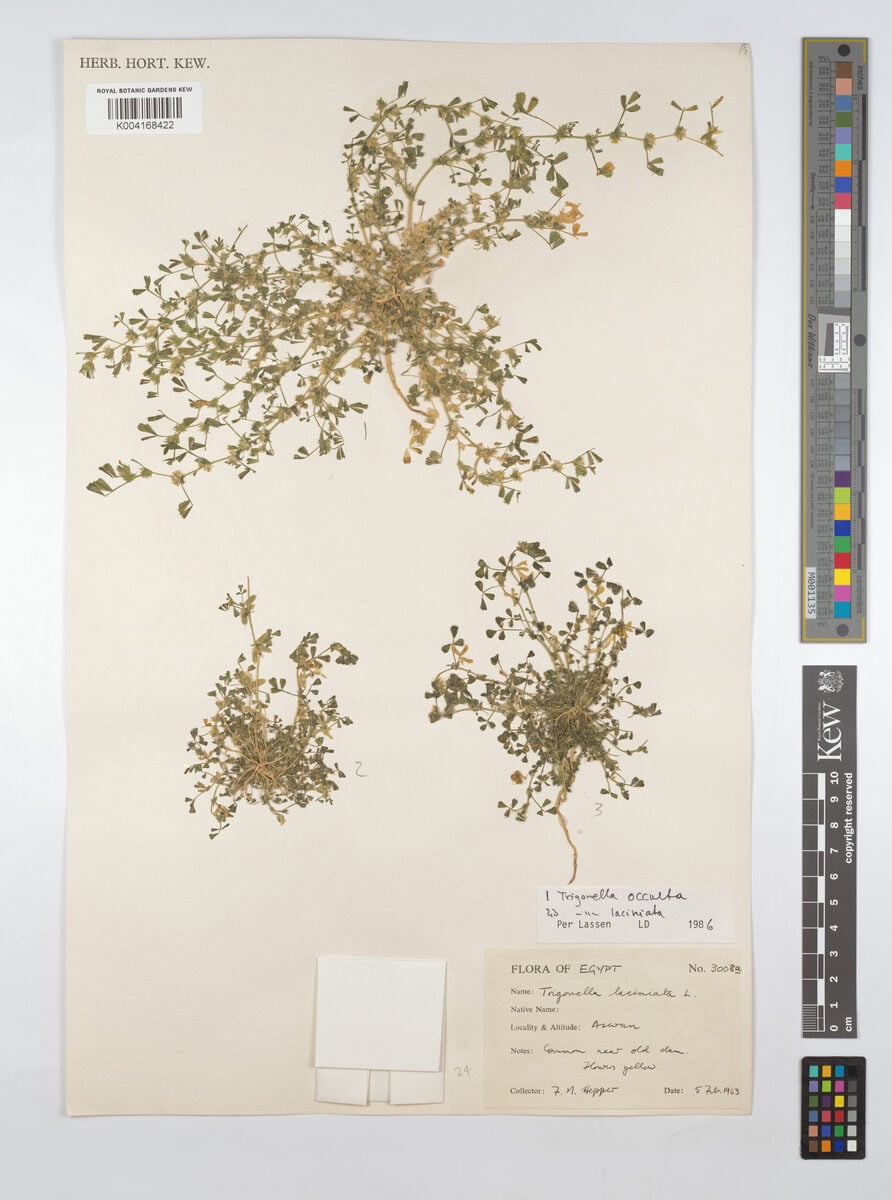 Trigonella occulta — photo