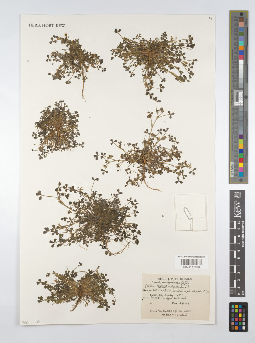 Trigonella ornithopodioides (Bird’s Foot Fenugreek) — photo