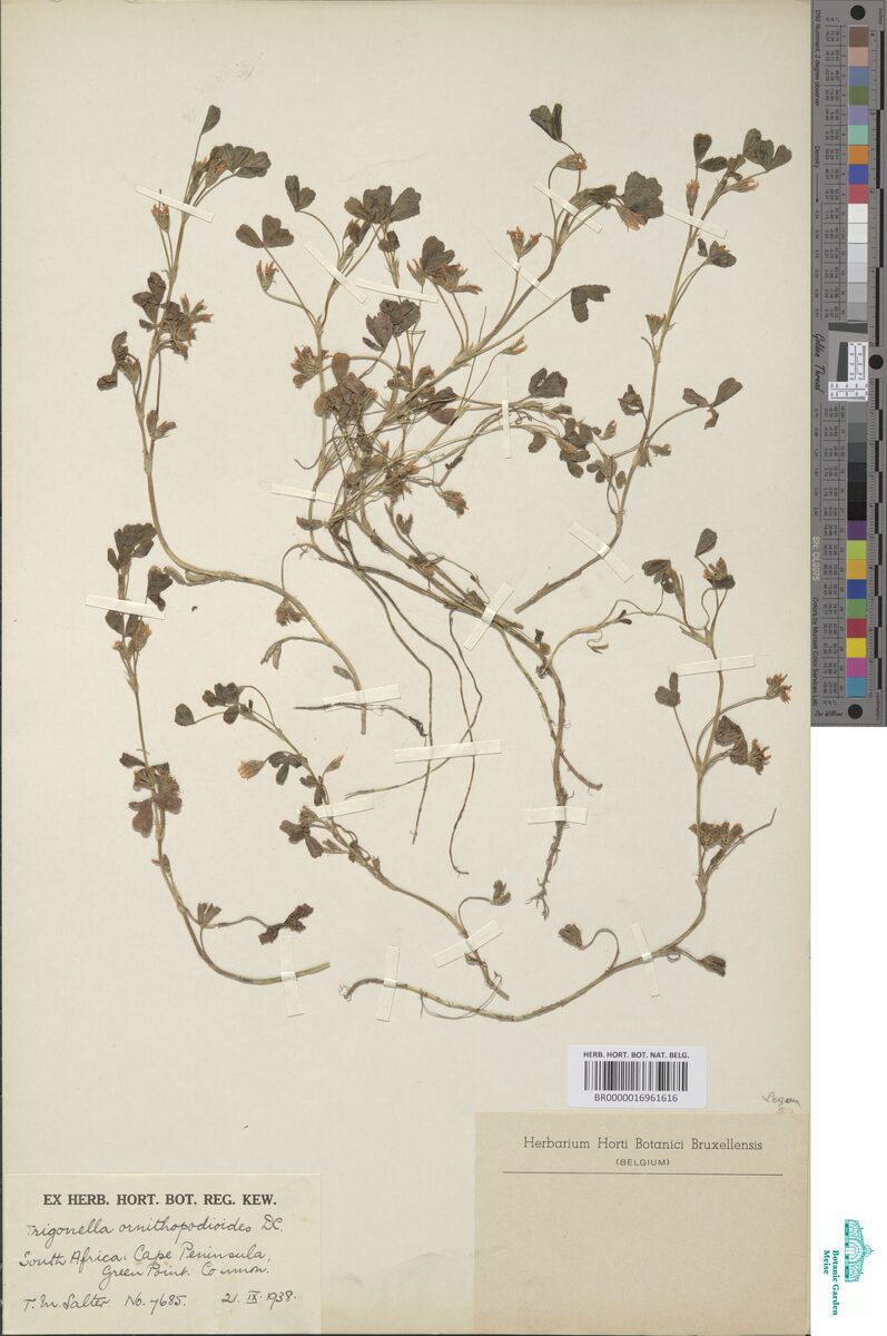 Trigonella ornithopodioides (Bird’s Foot Fenugreek) — photo