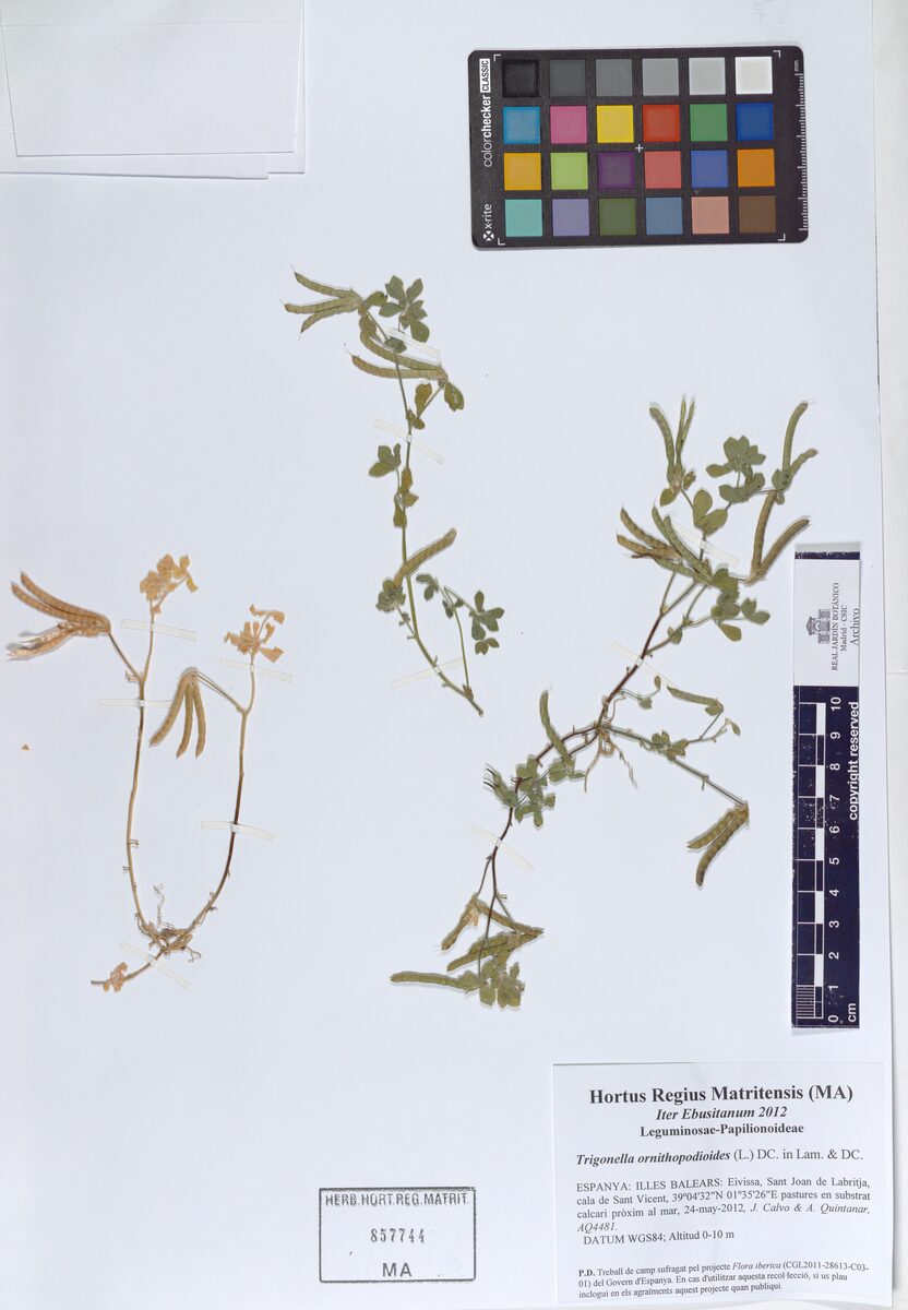 Trigonella ornithopodioides