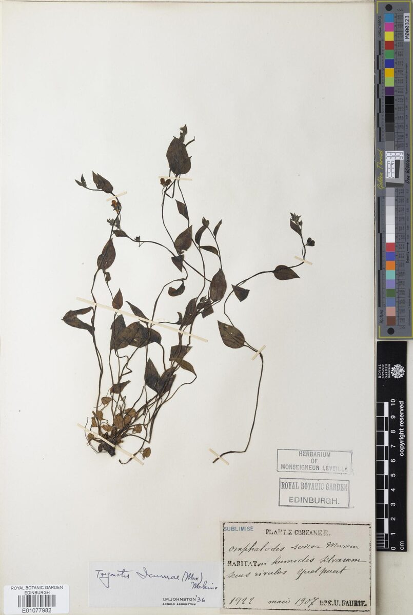 Trigonotis icumae — photo