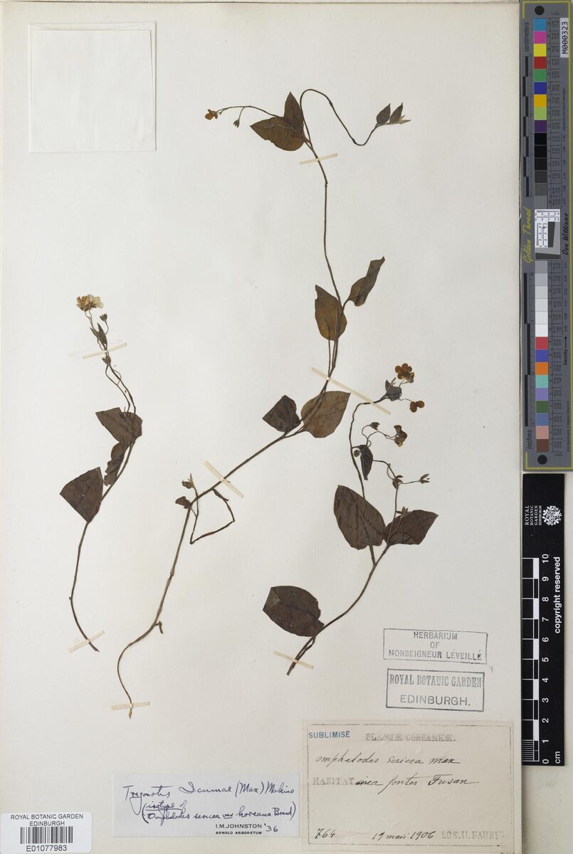 Trigonotis icumae — photo