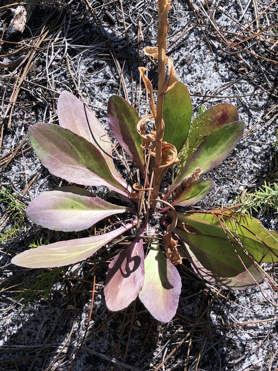 Trilisa odoratissima - (Walter. ex J.F.Gmel.)Cass. (Vanilla Plant) — photo
