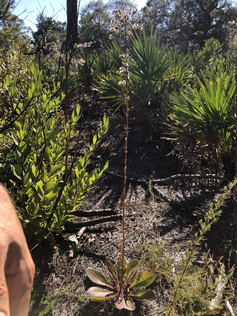 Trilisa odoratissima - (Walter. ex J.F.Gmel.)Cass. (Vanilla Plant) — photo