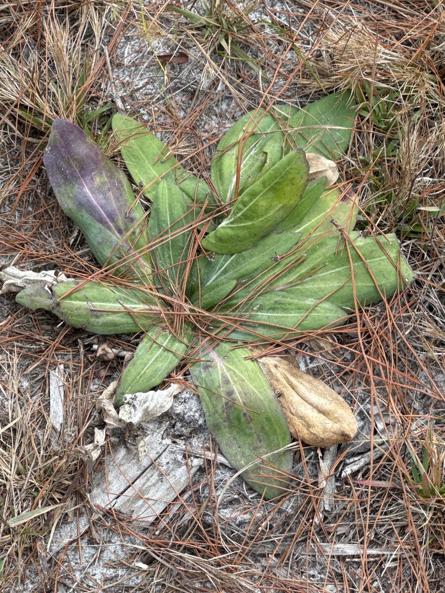 Trilisa odoratissima - (Walter. ex J.F.Gmel.)Cass.