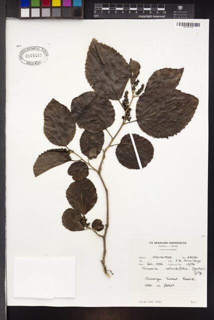 Trimeria rotundifolia — photo