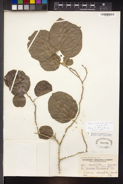 Trimeria rotundifolia — photo