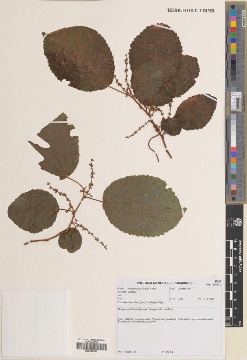 Trimeria rotundifolia