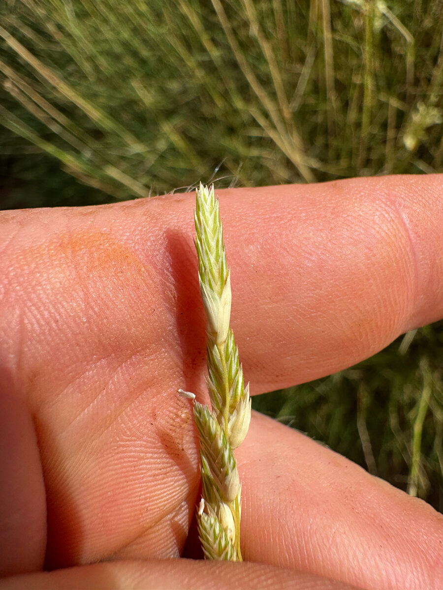 Triodia aff. wiseana (Buck spinifex) — photo