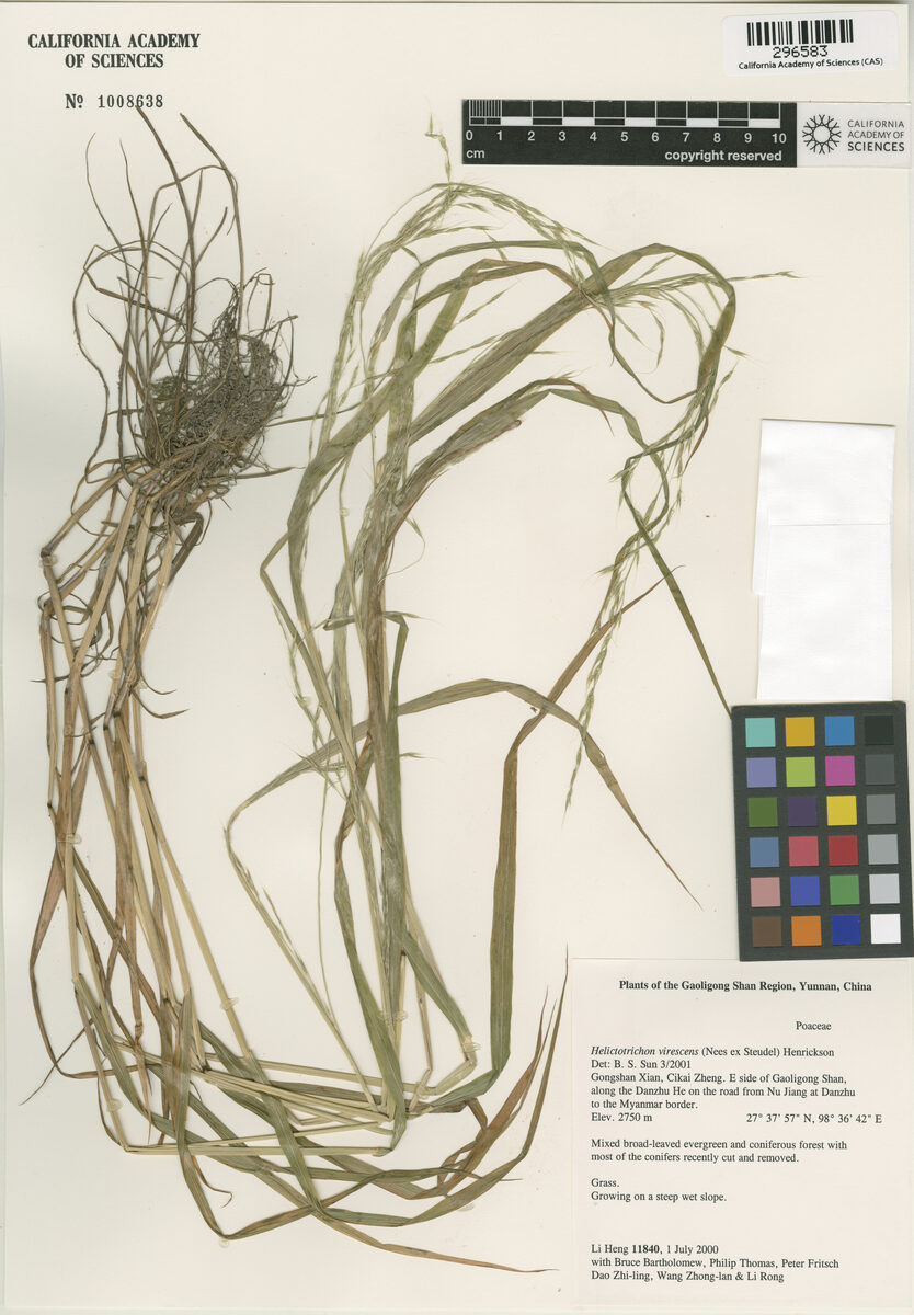 Trisetopsis virescens