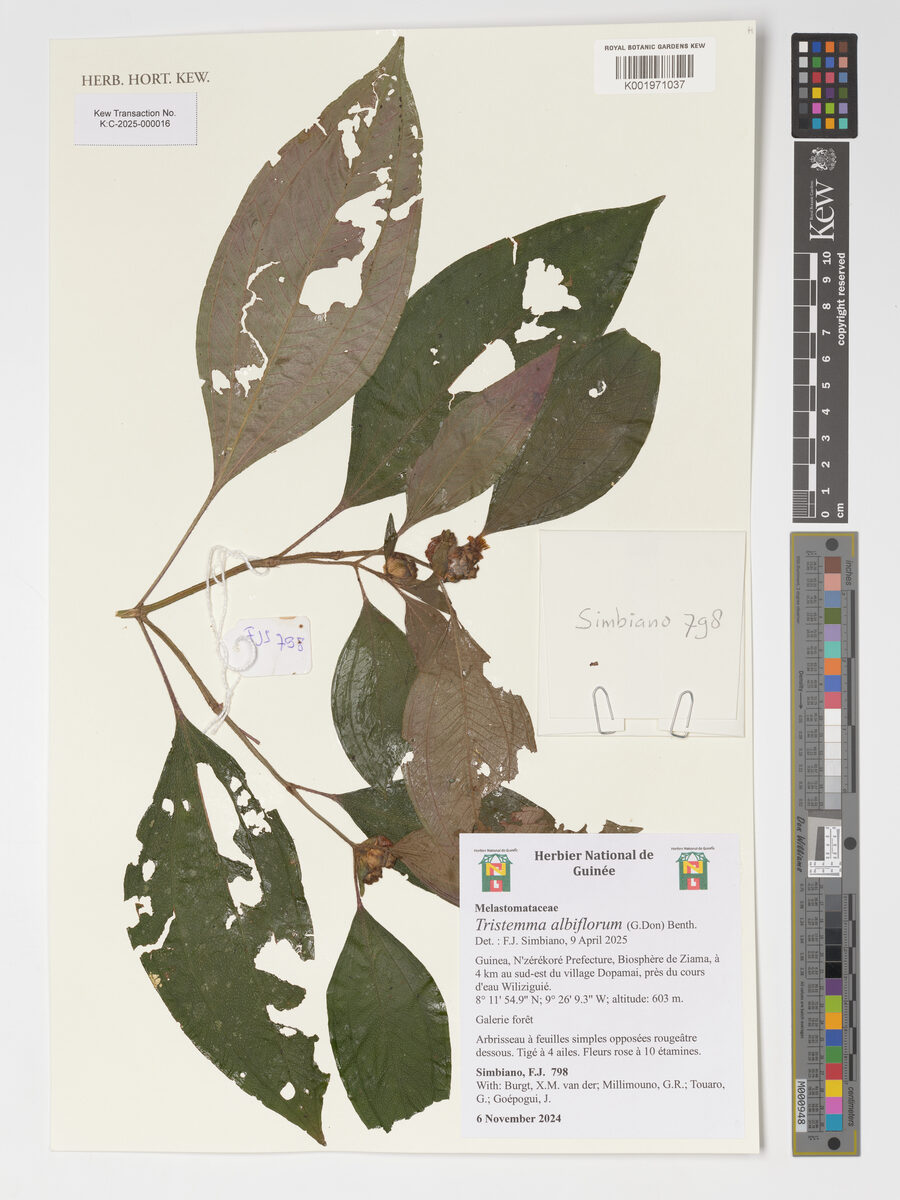 Tristemma albiflorum — photo