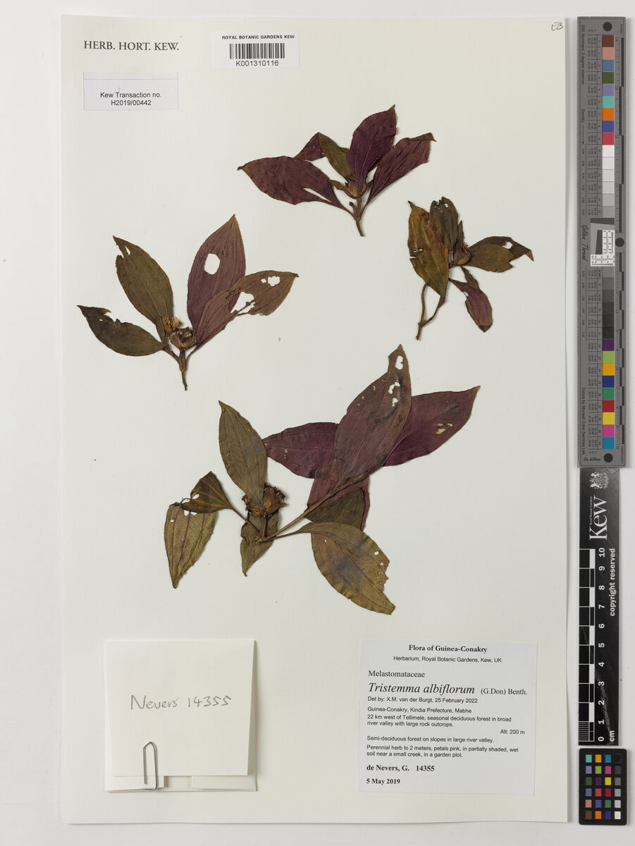Tristemma albiflorum — photo