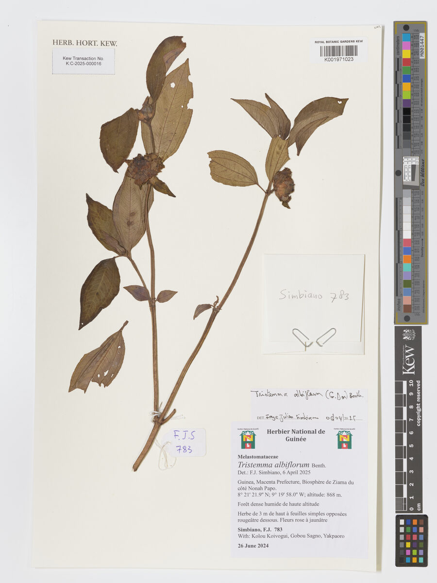 Tristemma albiflorum