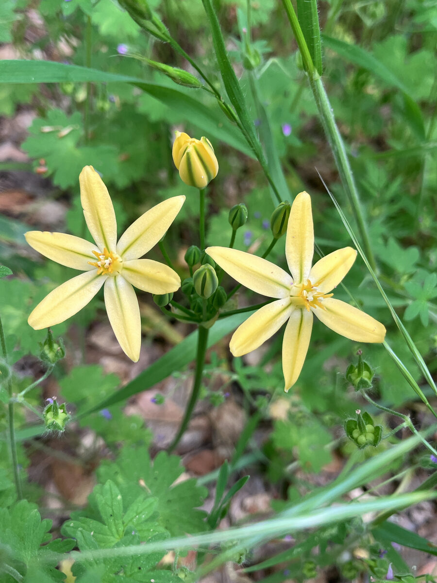 Triteleia ixioides subsp. scabra (Pretty face) — photo