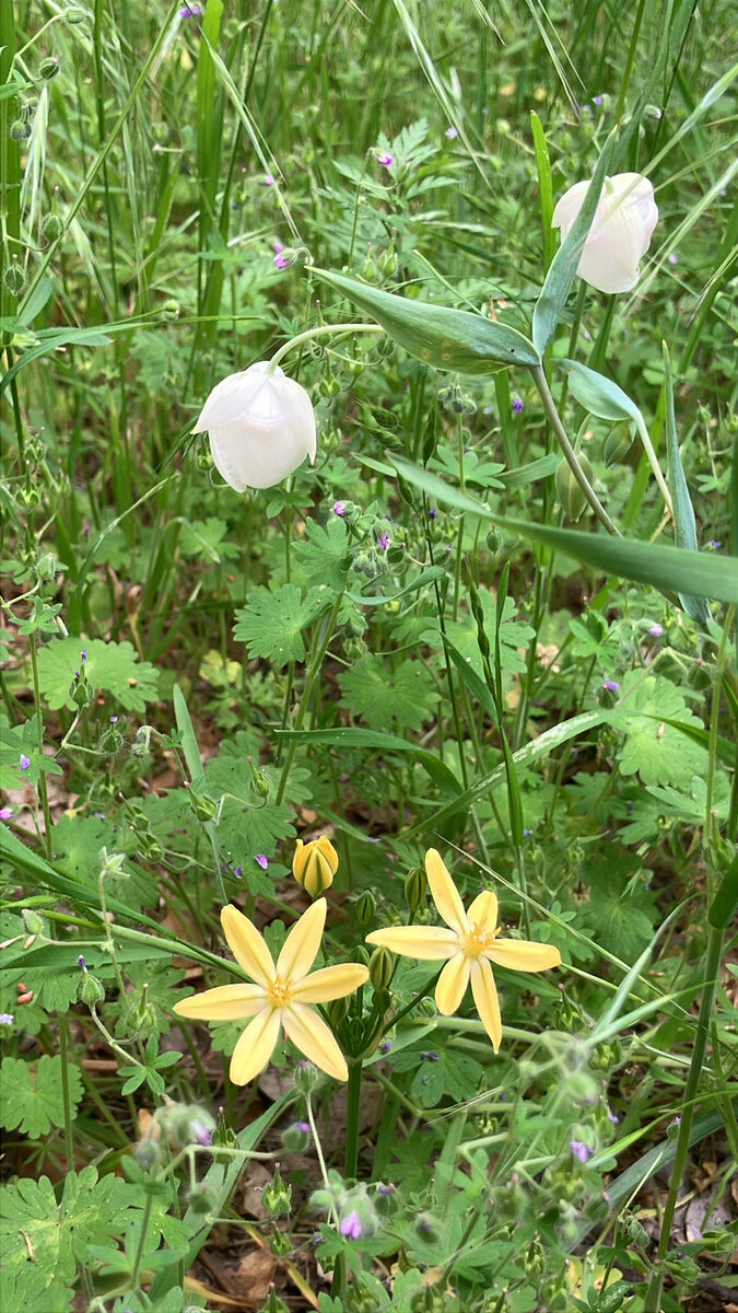 Triteleia ixioides subsp. scabra (Pretty face) — photo
