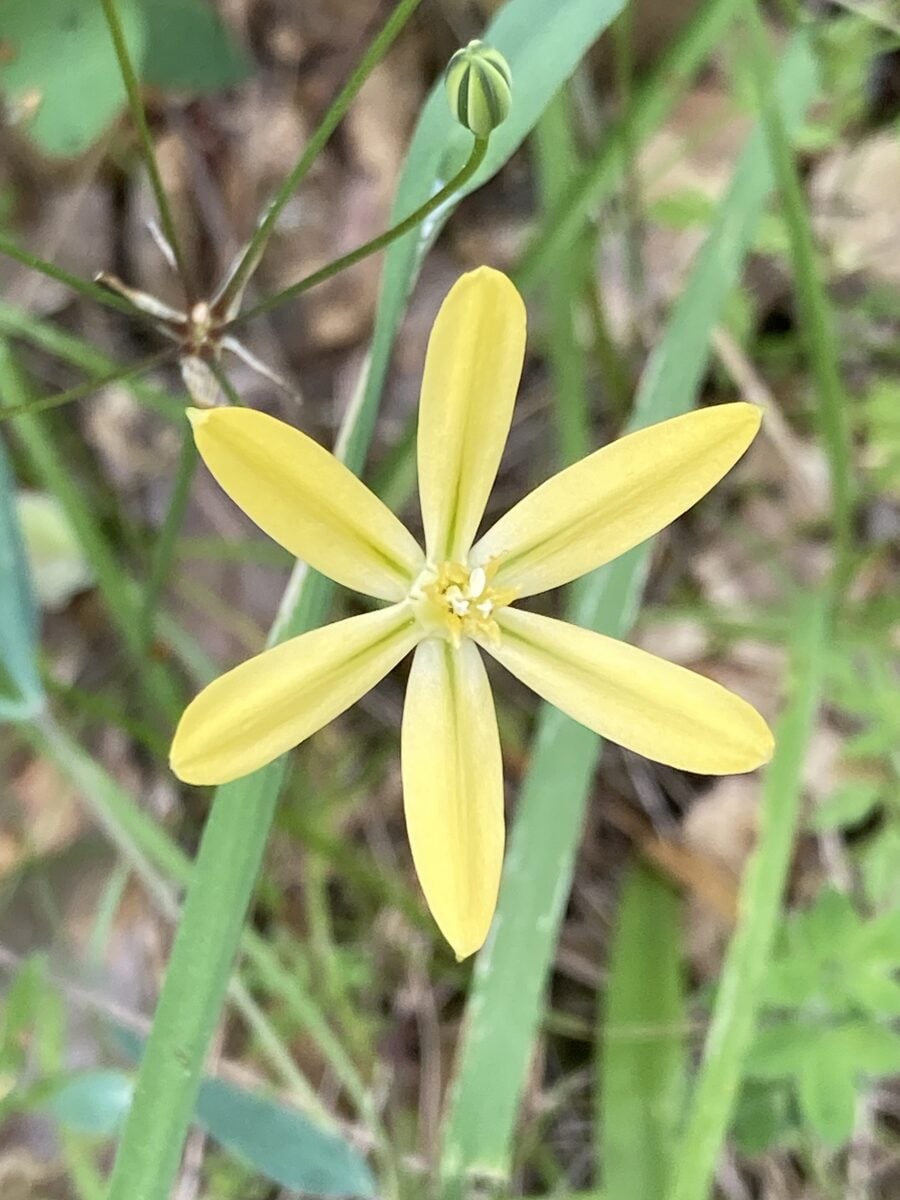 Triteleia ixioides subsp. scabra