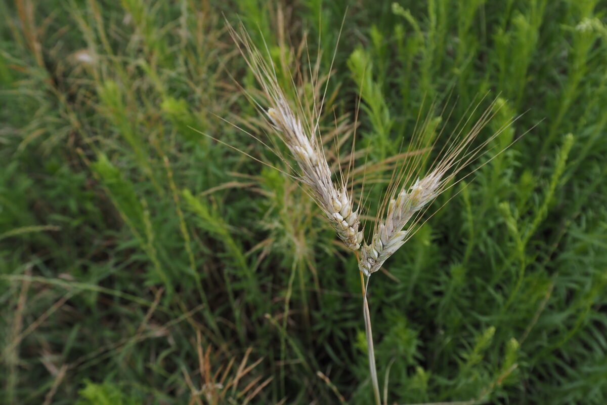 Triticosecale spp. (Triticale) — photo