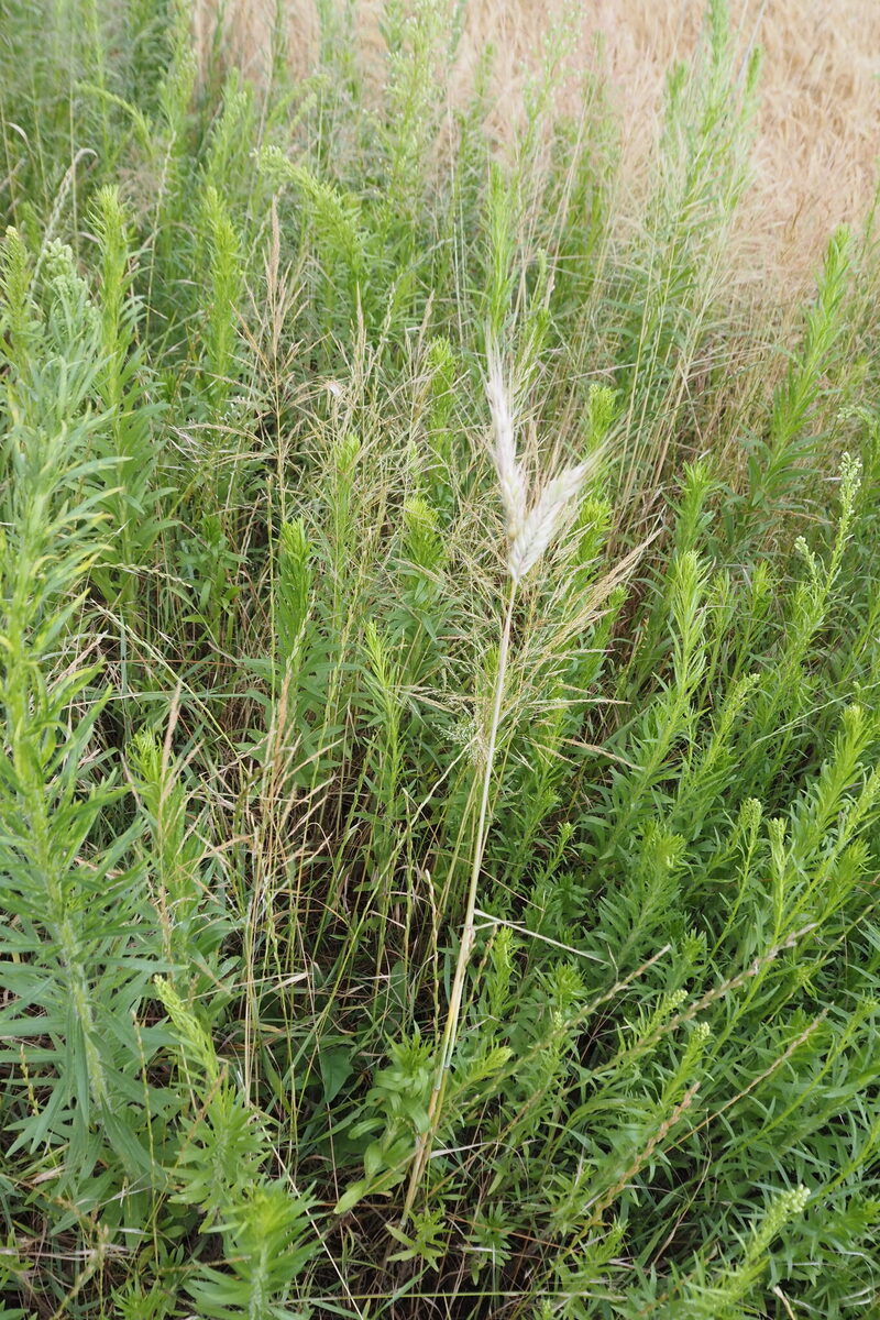 Triticosecale spp. (Triticale) — photo