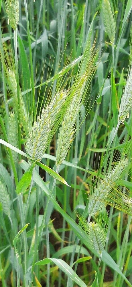 Triticosecale spp