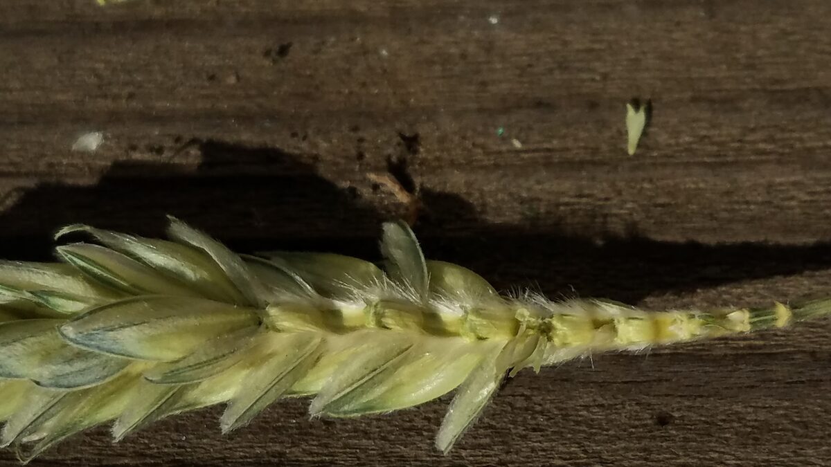 Triticum aestivum compactum - (Host.)Mackey. (Club Wheat) — photo