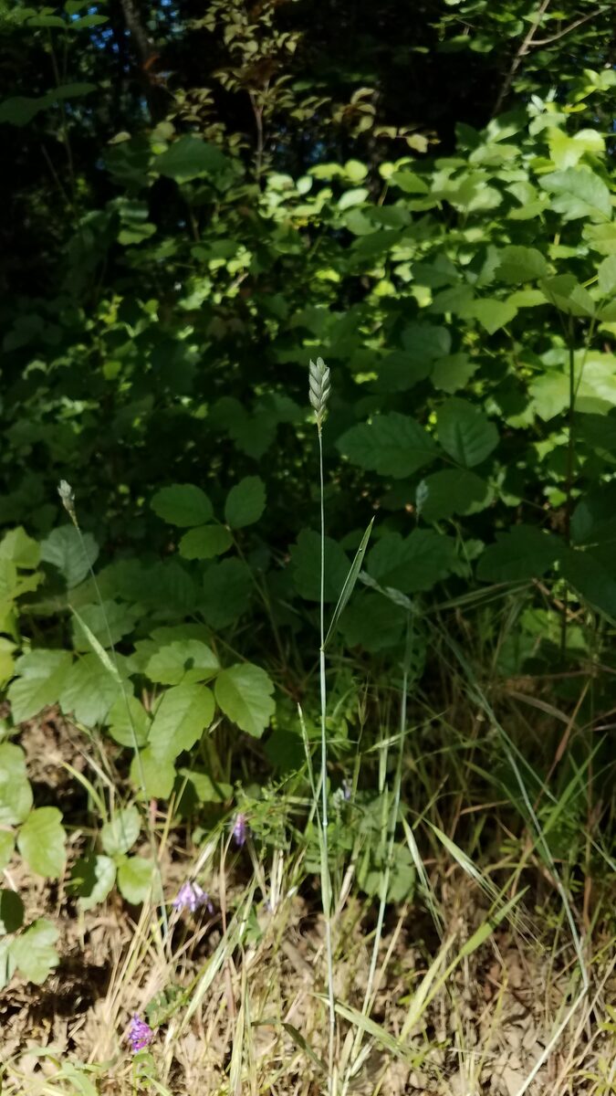 Triticum aestivum compactum - (Host.)Mackey. (Club Wheat) — photo