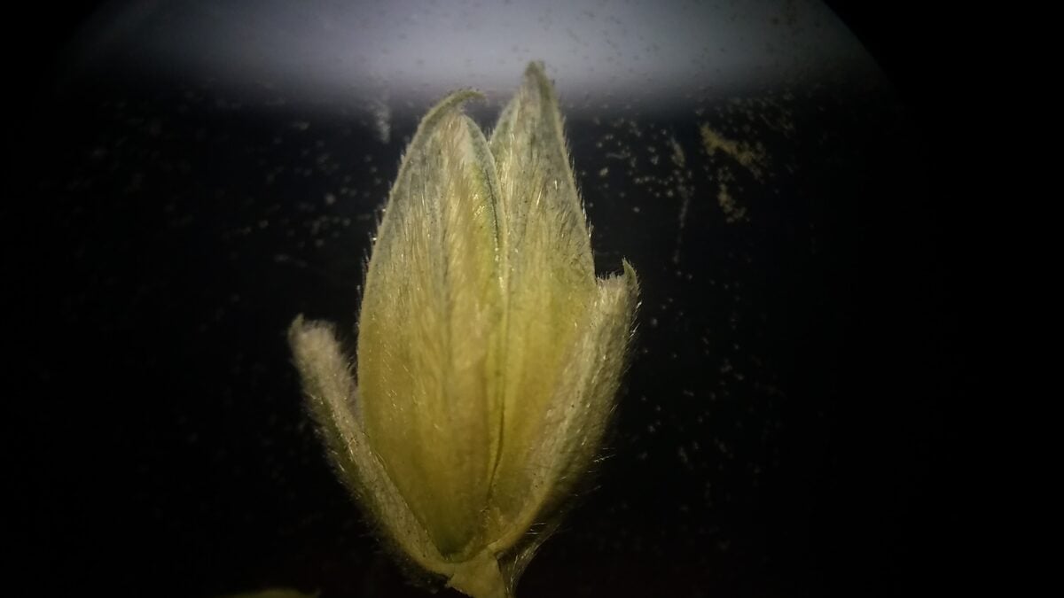 Triticum aestivum compactum - (Host.)Mackey.