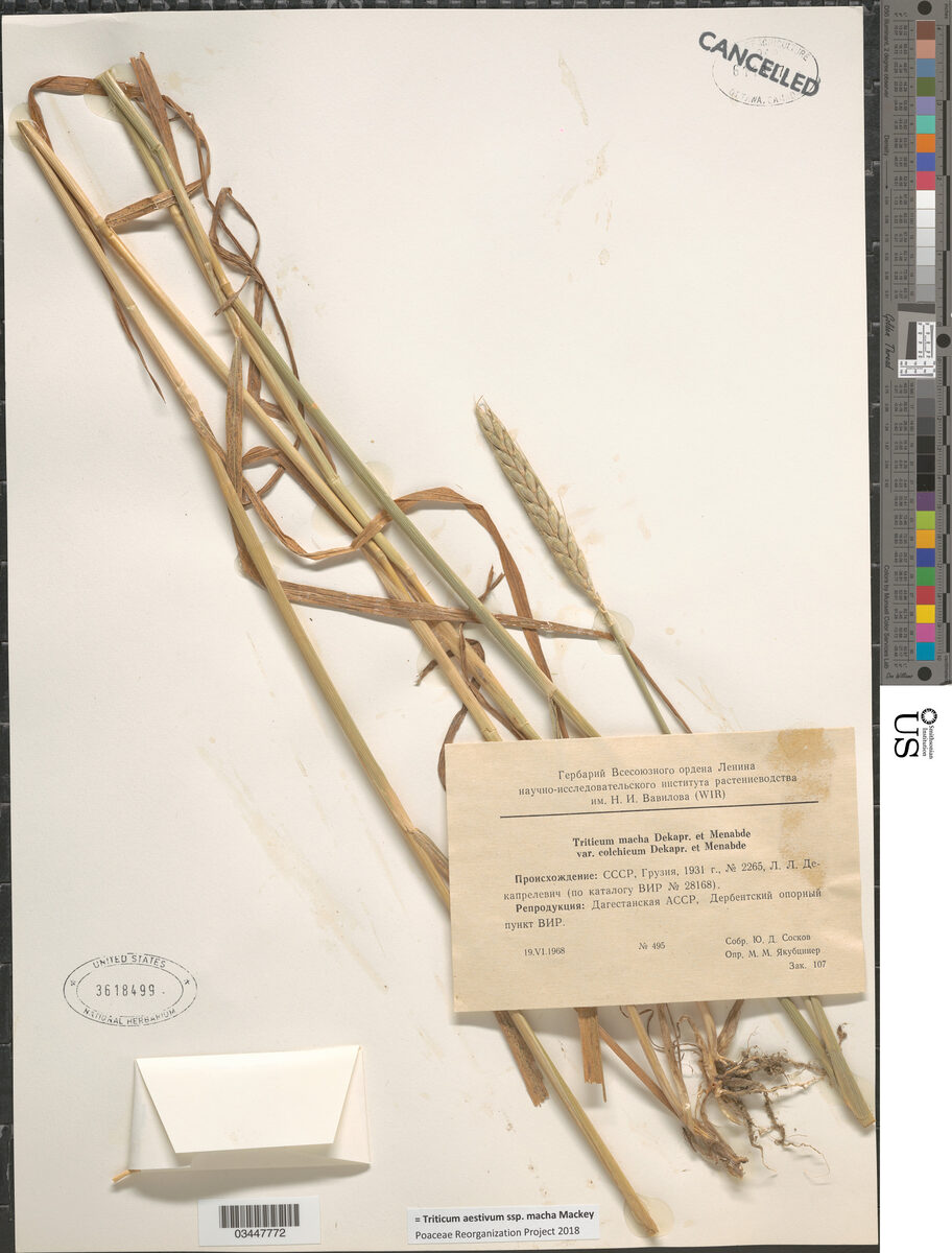 Triticum aestivum macha - (Dekapr.&A.M.Menabde.)Mackey. (Makha Wheat) — photo