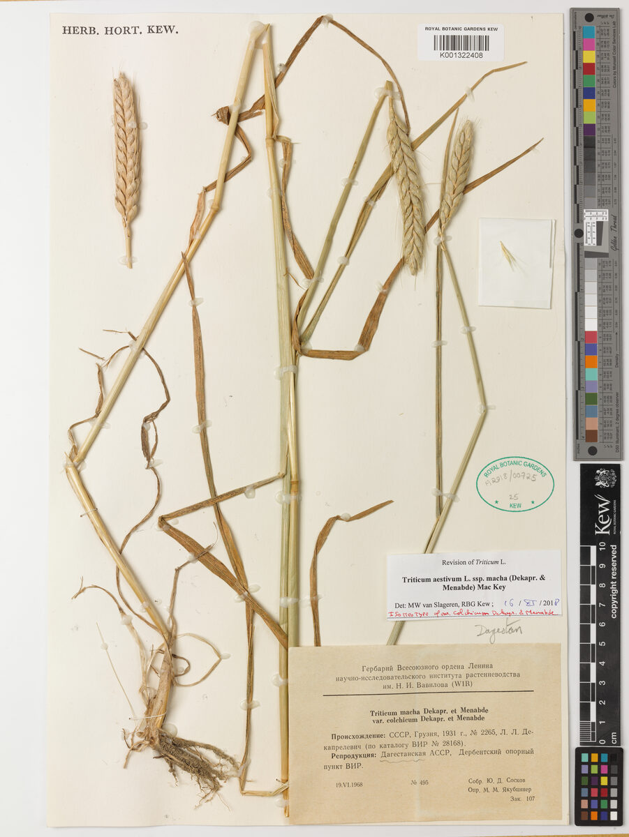 Triticum aestivum macha - (Dekapr.&A.M.Menabde.)Mackey. (Makha Wheat) — photo