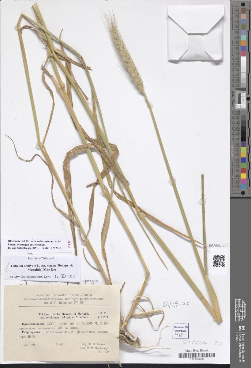 Triticum aestivum macha - (Dekapr.&A.M.Menabde.)Mackey.