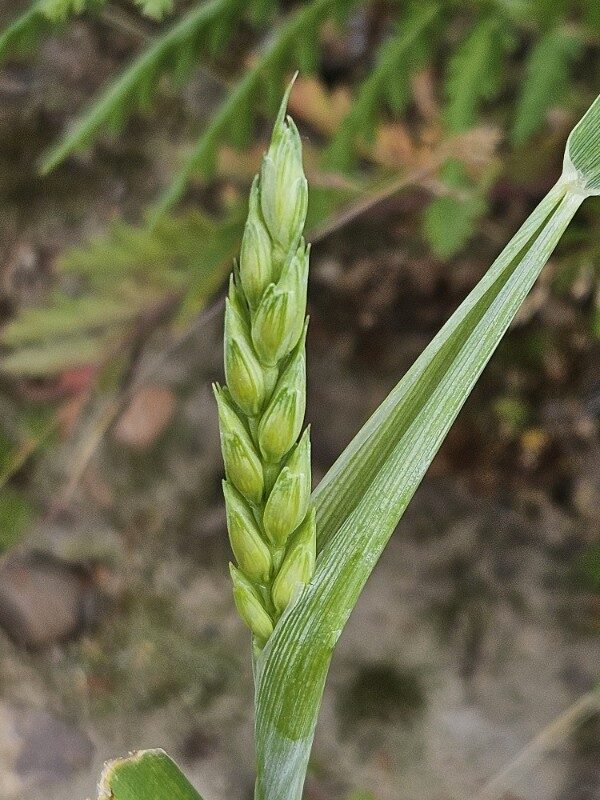 Triticum aestivum spelta - (L.)Thell. (Spelt Wheat) — photo