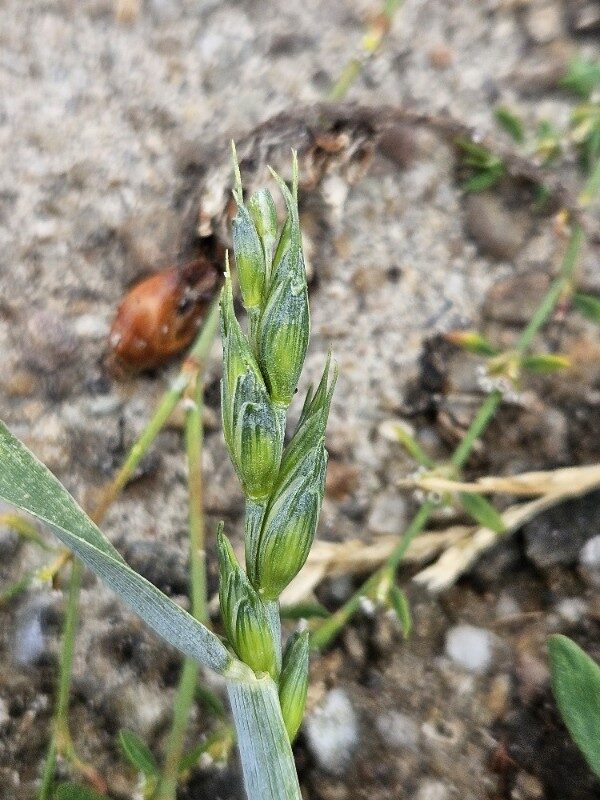 Triticum aestivum spelta - (L.)Thell. (Spelt Wheat) — photo