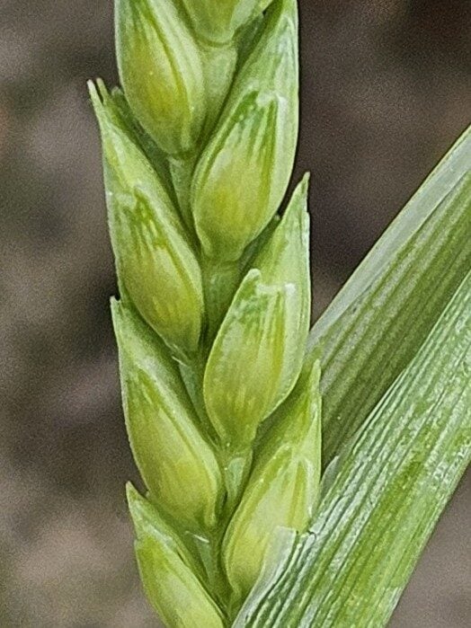 Triticum aestivum spelta - (L.)Thell.