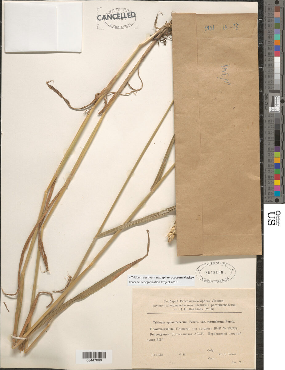 Triticum aestivum sphaerococcum - (Percival)Mackey. (Shot Wheat) — photo