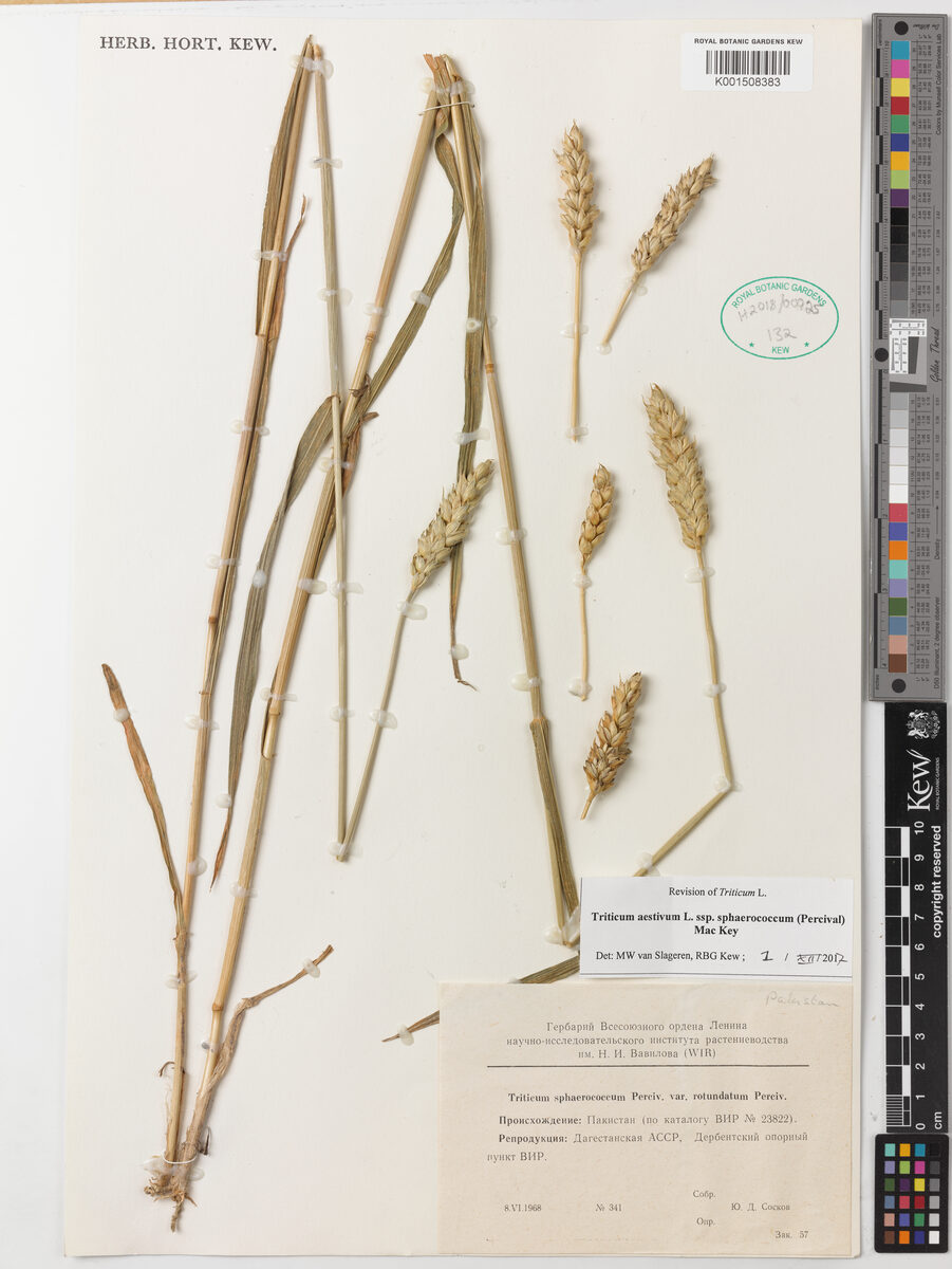 Triticum aestivum sphaerococcum - (Percival)Mackey. (Shot Wheat) — photo