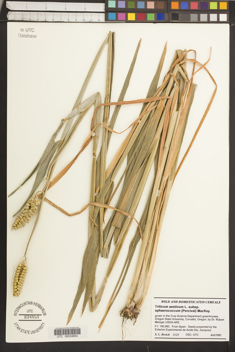 Triticum aestivum sphaerococcum - (Percival)Mackey.