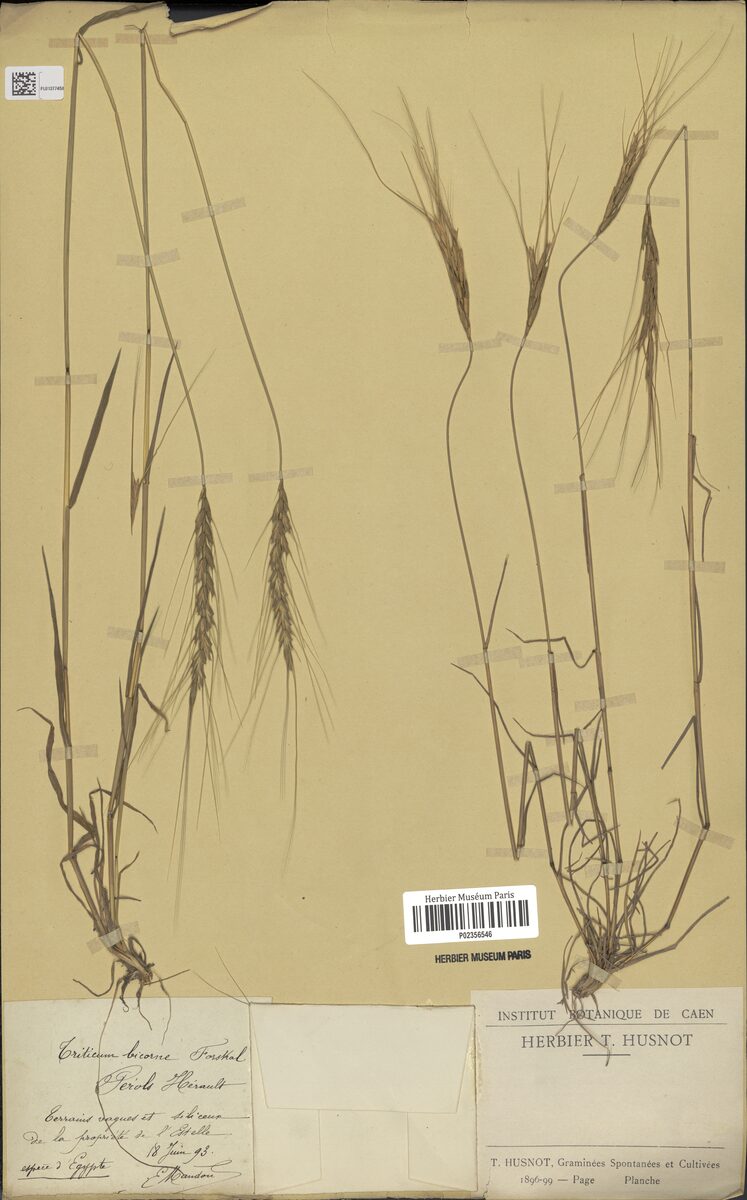 Triticum bicorne — photo