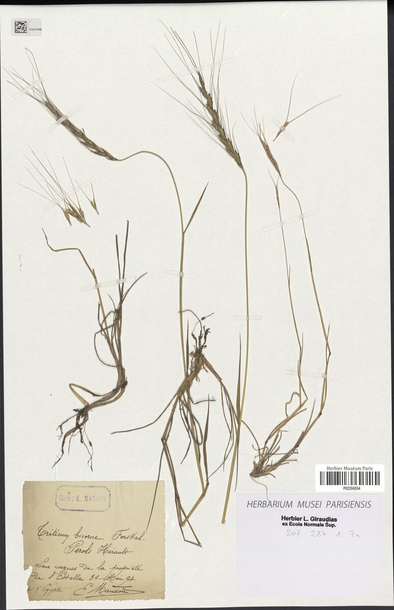 Triticum bicorne