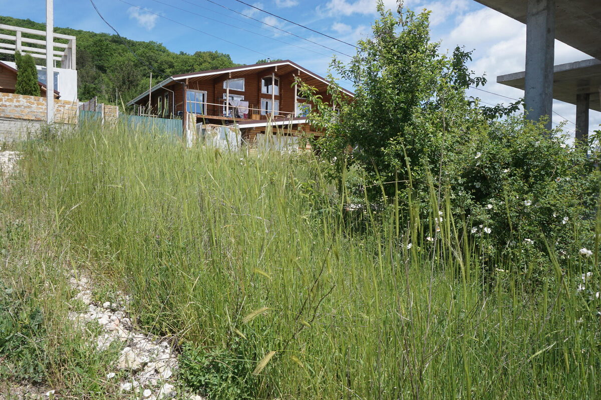 Triticum monococcum aegilopoides - (Link.)Thell. (Wild Einkorn) — photo
