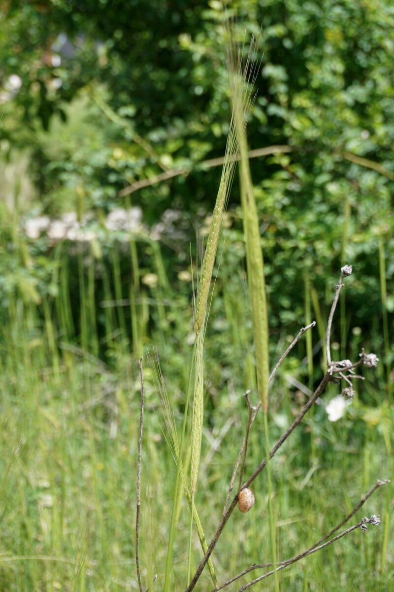 Triticum monococcum aegilopoides - (Link.)Thell. (Wild Einkorn) — photo