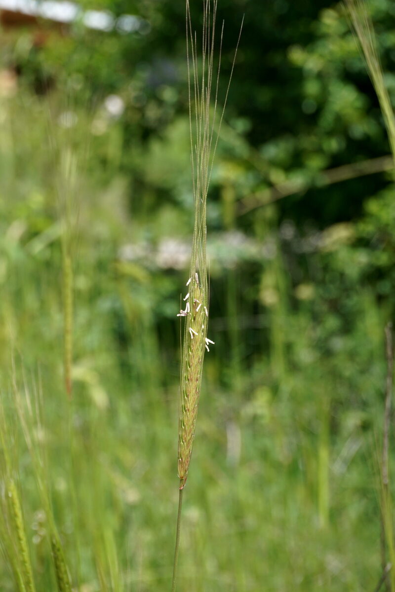 Triticum monococcum aegilopoides - (Link.)Thell.