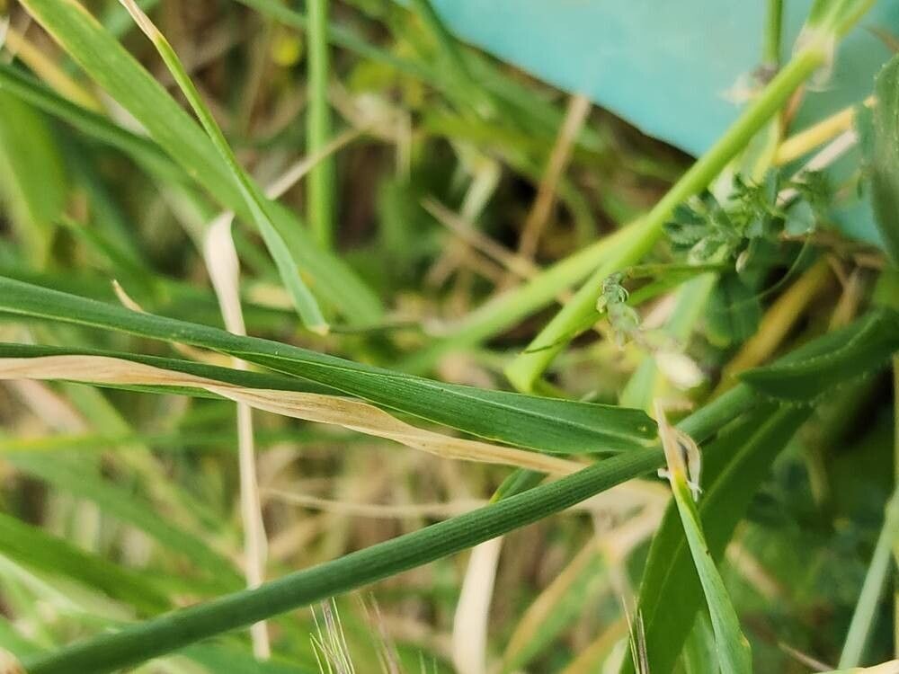 Triticum monococcum (Cultivated einkorn) — photo