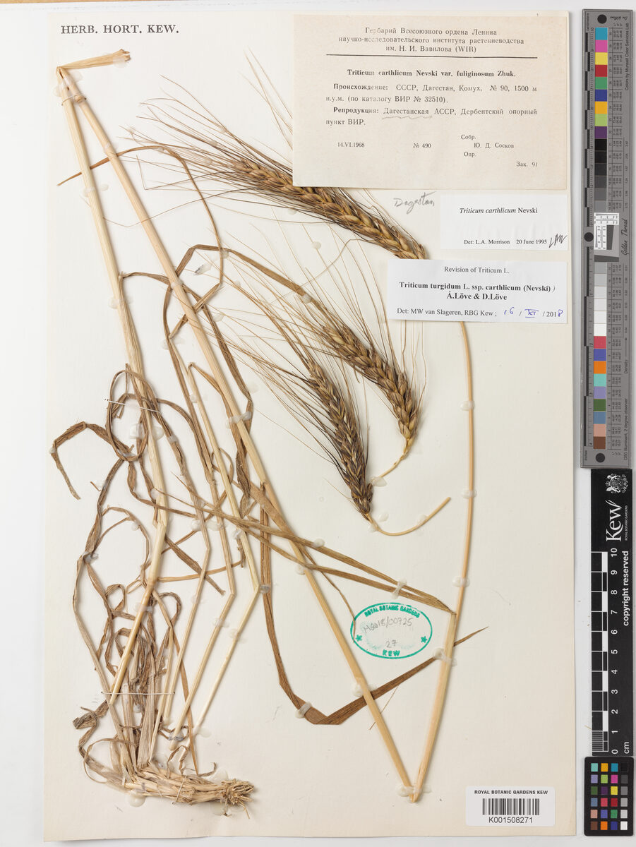 Triticum turgidum carthlicum - (Nevski.)Á.Löve.&D.Löve. (Persian Wheat) — photo