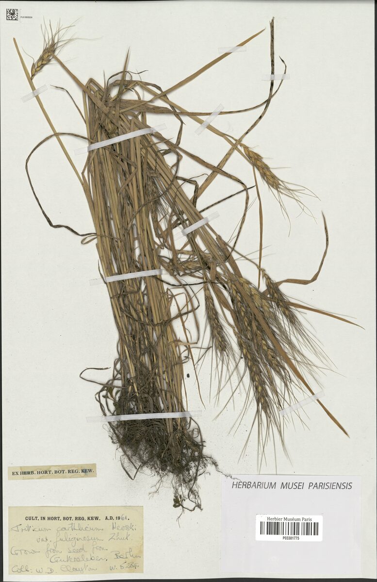 Triticum turgidum carthlicum - (Nevski.)Á.Löve.&D.Löve. (Persian Wheat) — photo