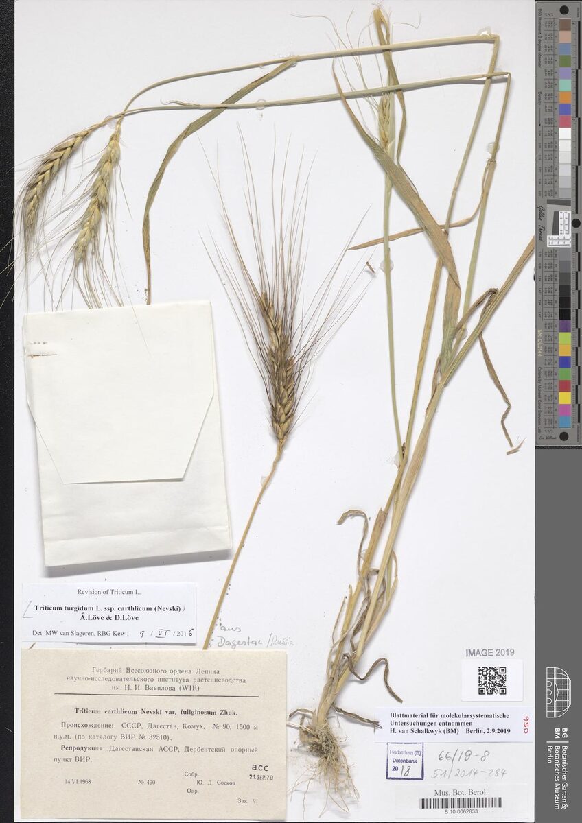 Triticum turgidum carthlicum - (Nevski.)Á.Löve.&D.Löve.