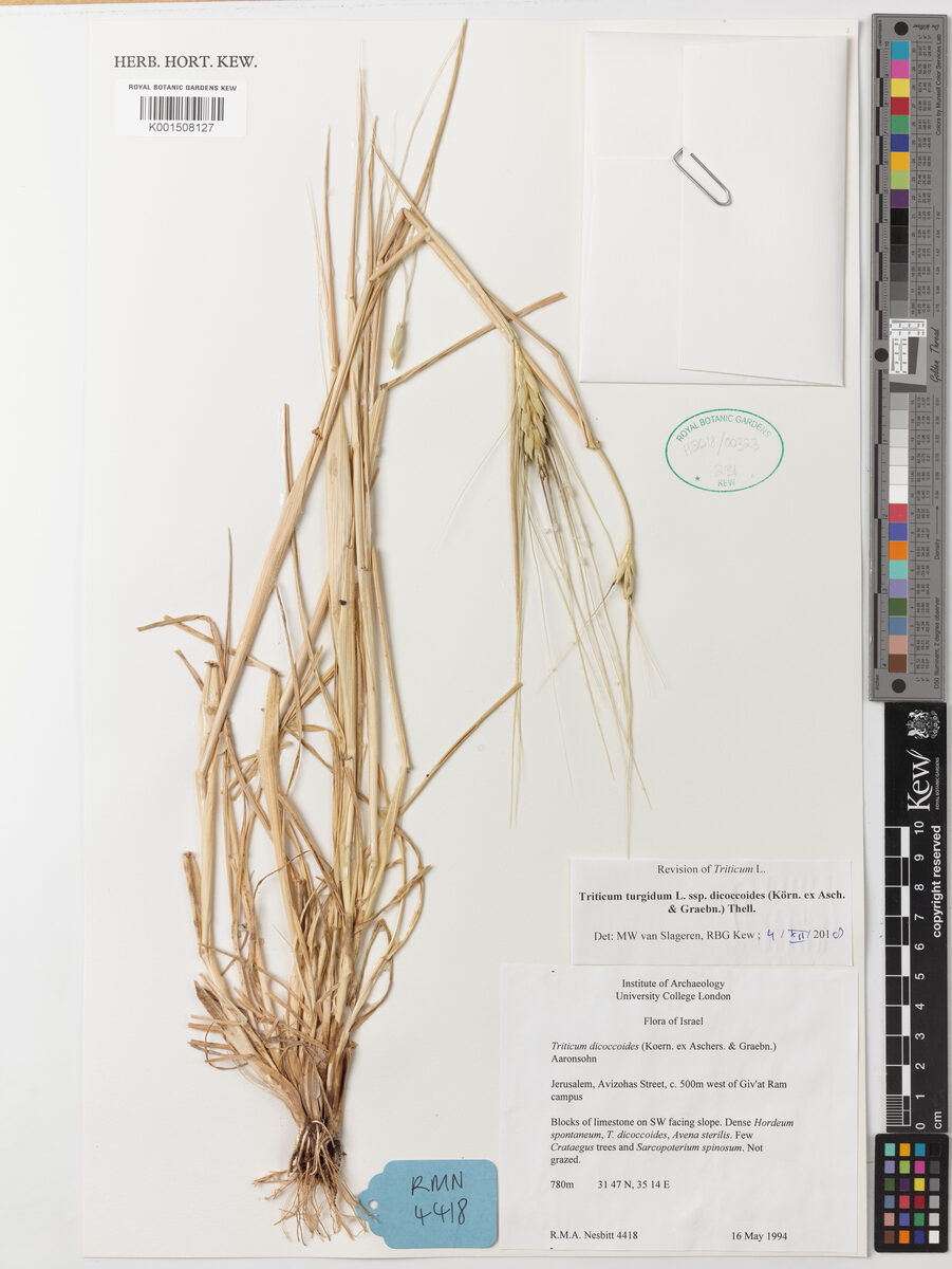 Triticum turgidum dicoccoides - (Körn. ex Asch.&Graebn.)Thell. (Wild Emmer) — photo
