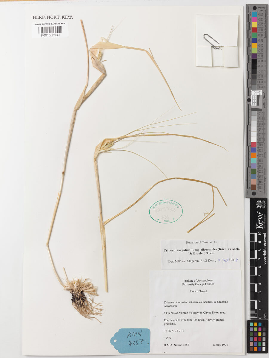 Triticum turgidum dicoccoides - (Körn. ex Asch.&Graebn.)Thell. (Wild Emmer) — photo