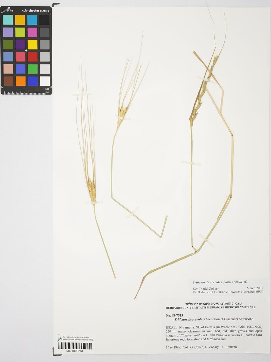 Triticum turgidum dicoccoides - (Körn. ex Asch.&Graebn.)Thell.