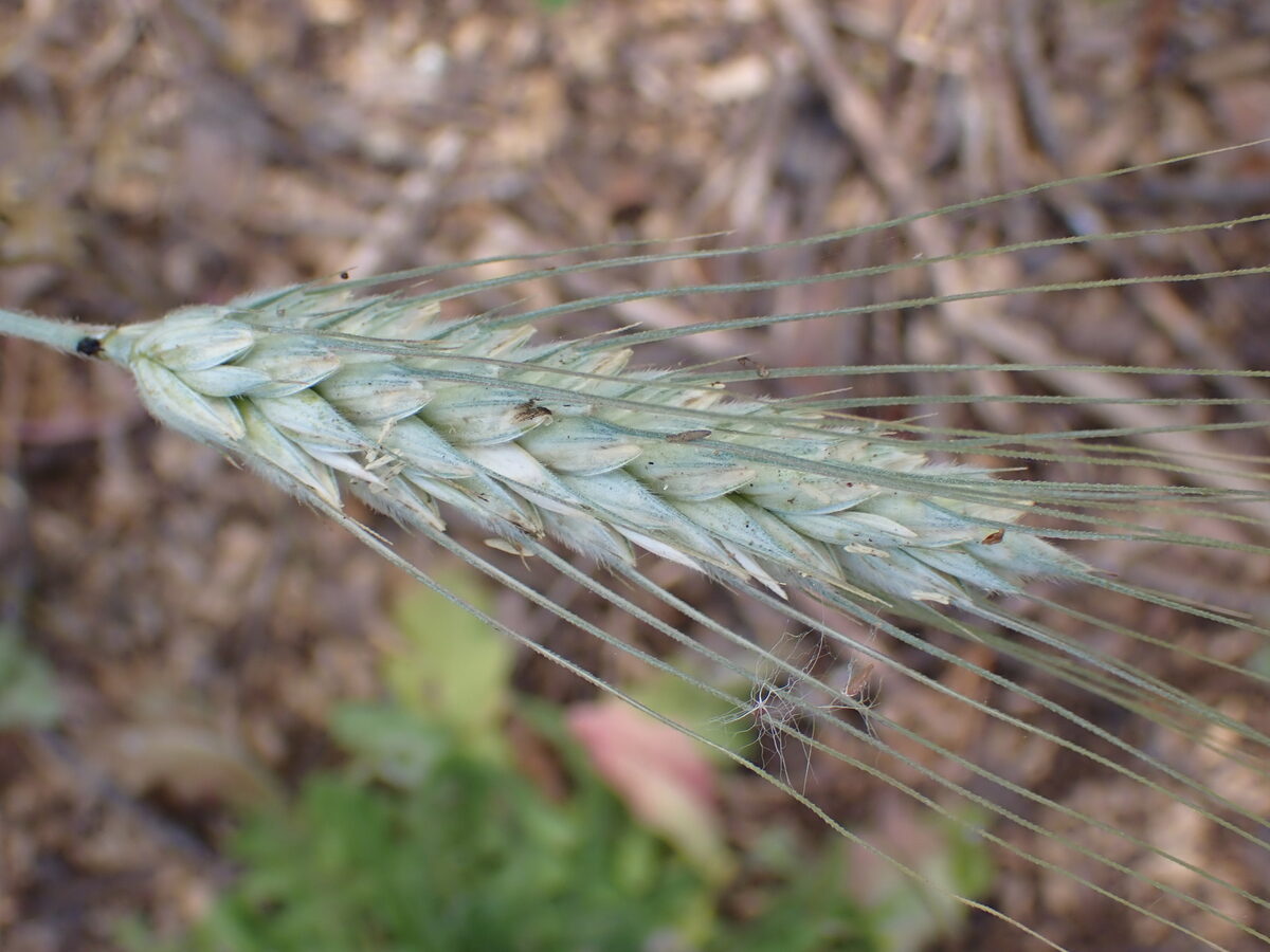 Triticum turgidum durum - (Desf.)Husn. (Durum Wheat) — photo